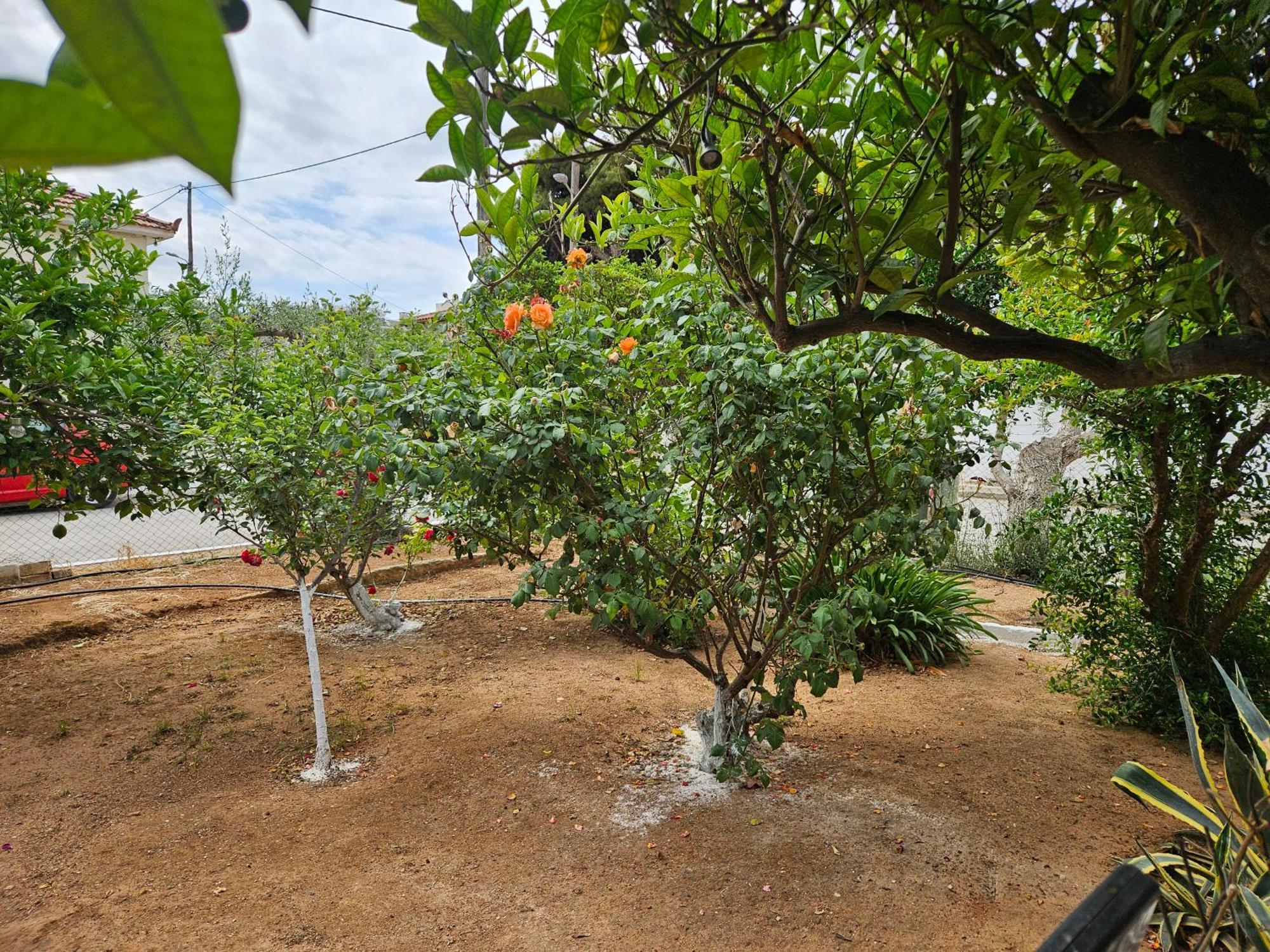 Ferienwohnung Melograno Markópoulon Exterior foto